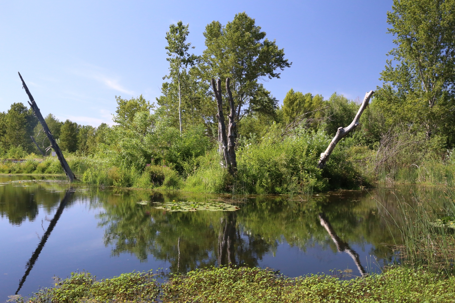 The Need For Validation Evolution Counseling