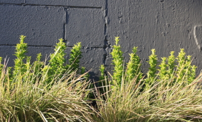 green plants against a black wall