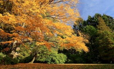 fall tree in Seattle