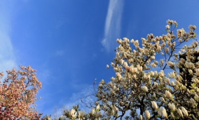 white blooming tree against blue sky